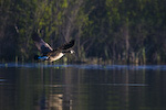 Canadian Goose In Flight